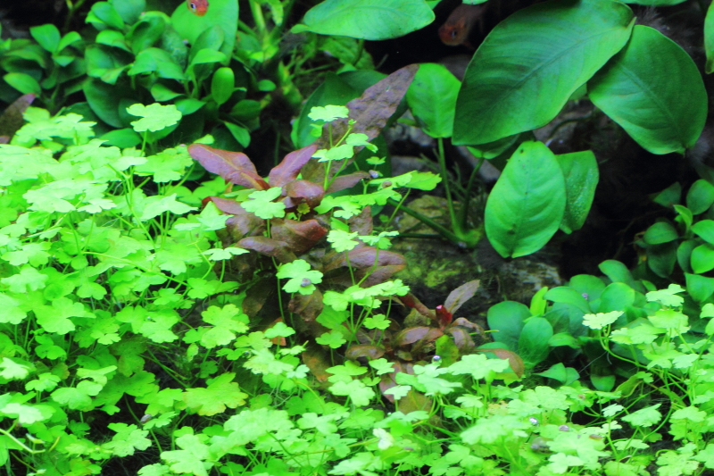 砂利育成　植栽から152日目　アルテルナンテラ　カーディナリス